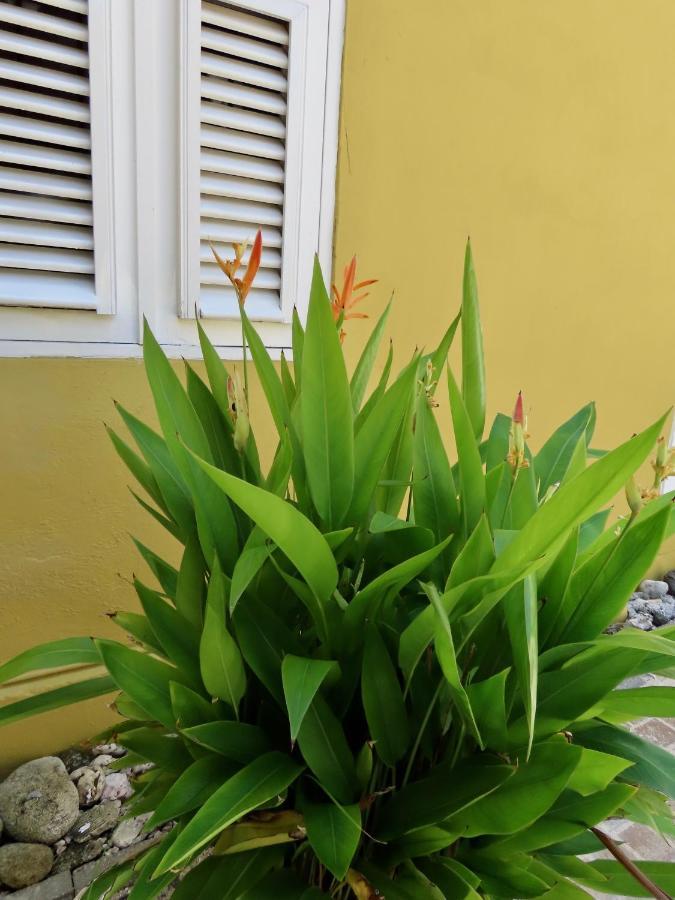 Historic Building The Palm Backyard Studio-Apartment Willemstad, Curacao Feel Home Away From Home מראה חיצוני תמונה